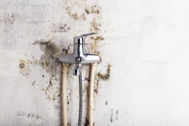 Best Black Mold Removal  in Sturtevant, WI