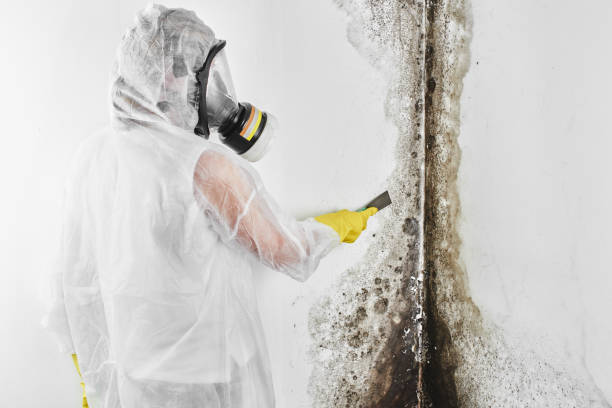 Best Residential Mold Removal  in Sturtevant, WI