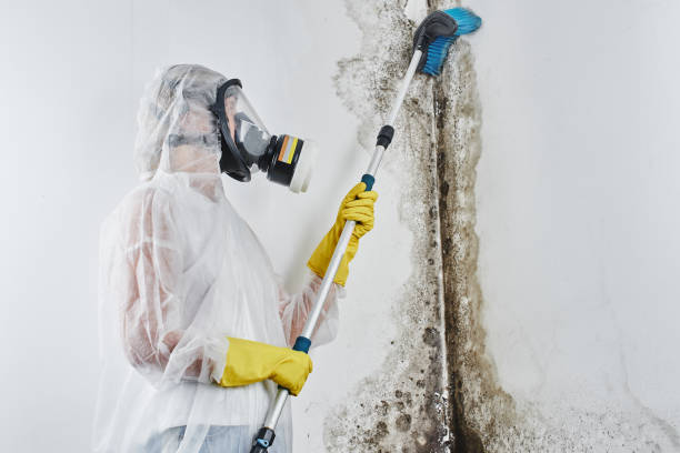 Best Toxic Mold Removal  in Sturtevant, WI