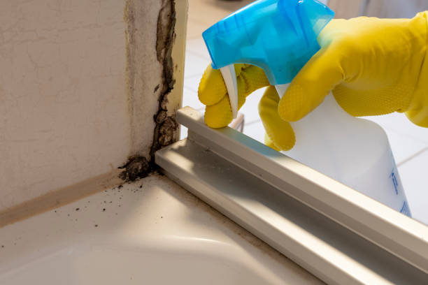 Best Emergency Mold Removal  in Sturtevant, WI