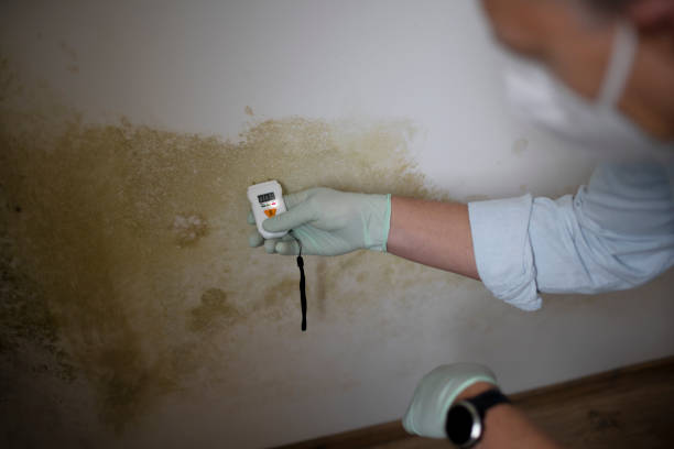 Best Mold Testing  in Sturtevant, WI