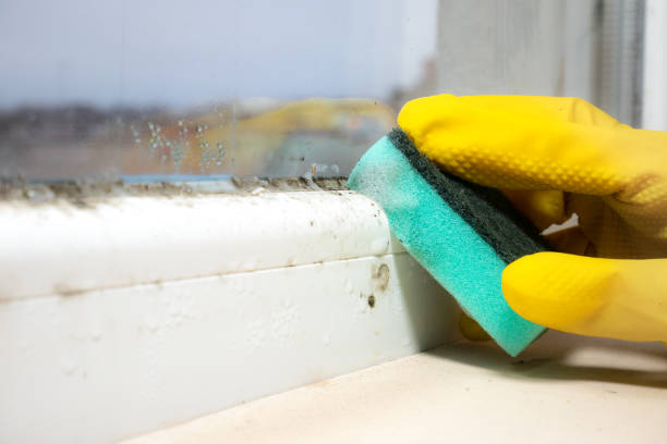 Best Residential Mold Removal  in Sturtevant, WI