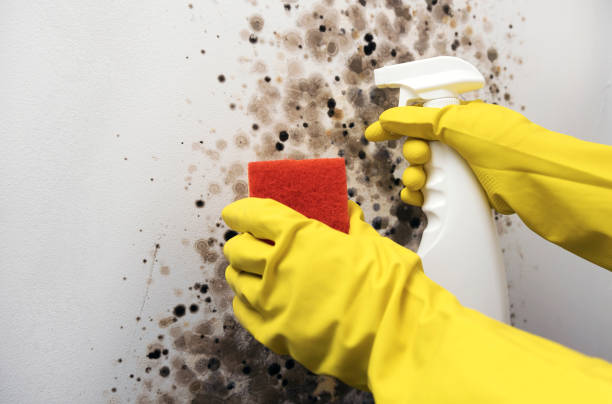 Best Commercial Mold Removal  in Sturtevant, WI