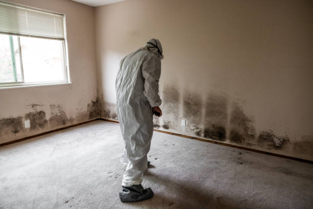 Office Mold Removal Services in Sturtevant, WI